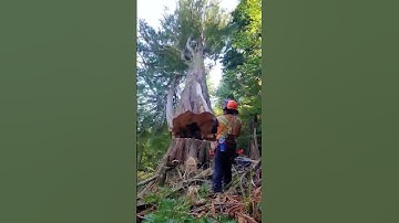 Accidents occurred during tree felling practices.#satisfying #asmr #tree #oddlysatisfying #fyp #fyp