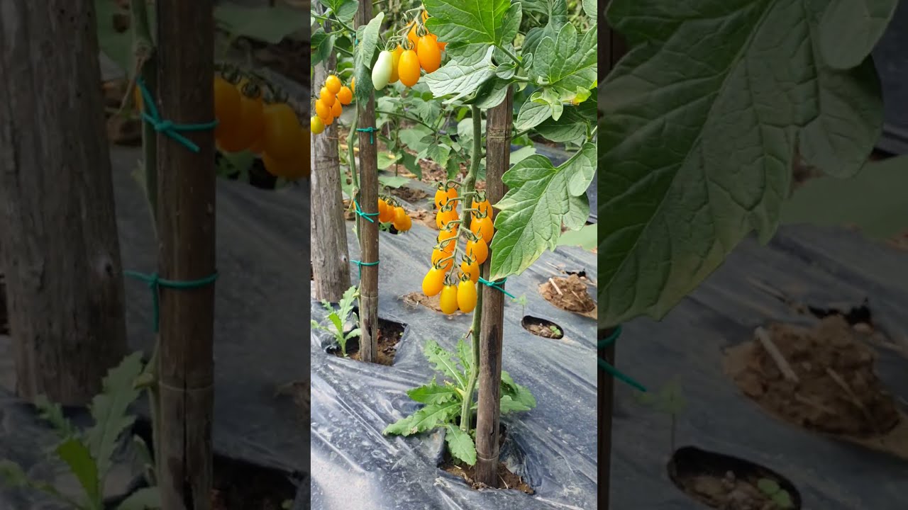 Different Types Of Tomato In The Garden