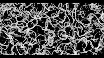 Physarum simulation no.6