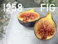 The Amazing I258 Fig