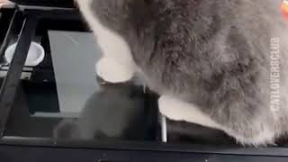 White Cat Meowing meme |Cat photocopy | Full video