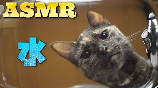 ASMR | Cat Drinking Water Seen From Below