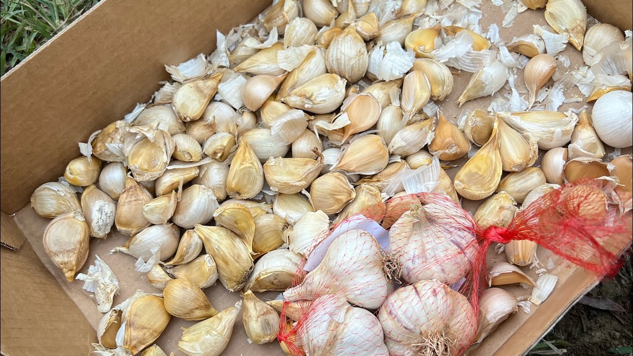 Planting garlic in Southeast Louisiana Zone 8b