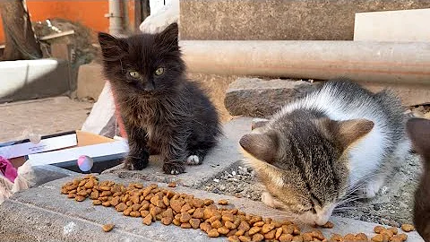 Video 4747211: tabby cat, persian cat, stray cat, cat meowing, cute kittens living, cat food, beautiful kitten, adorable cats