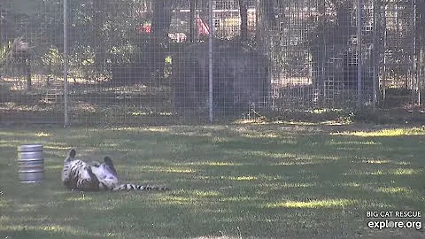 Watch the video about Happy. Aria tiger at Big Cat Rescue.