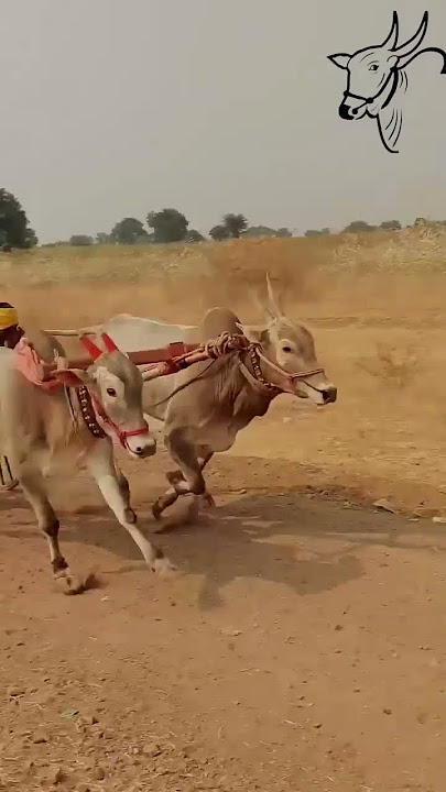 #Patlancha Bailgada #naad #bailgada song #dj #live #Patil #Bailgada sharyat