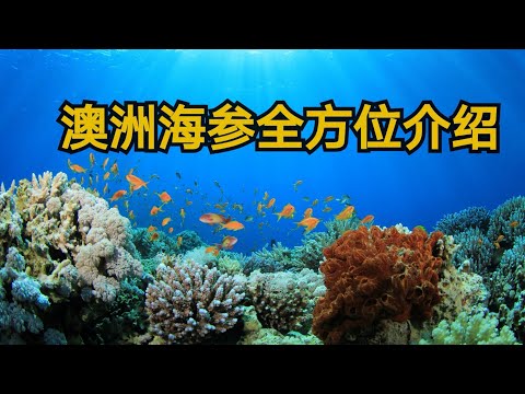 澳洲海参全方位介绍  //  只需15分钟,为您和您的家人找到一种澳洲最健康,安全,高级,有效的天然营养食品 // 调养身体第一选择