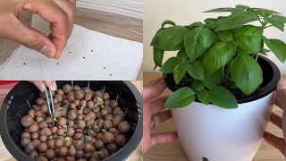 #121 How to Grow Basil in LECA or Clay Pebbles | Grow Basil Indoor