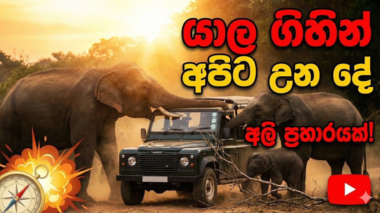 2025/12/13 යාල සෆාරි ගිහින් වුන වැඩේ⚠️❌