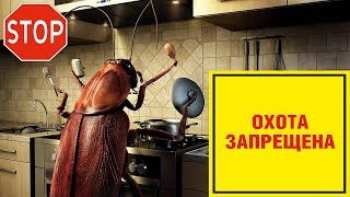 Тараканы очень важны, как показали исследования Тараканы очень важны, как показали исследования