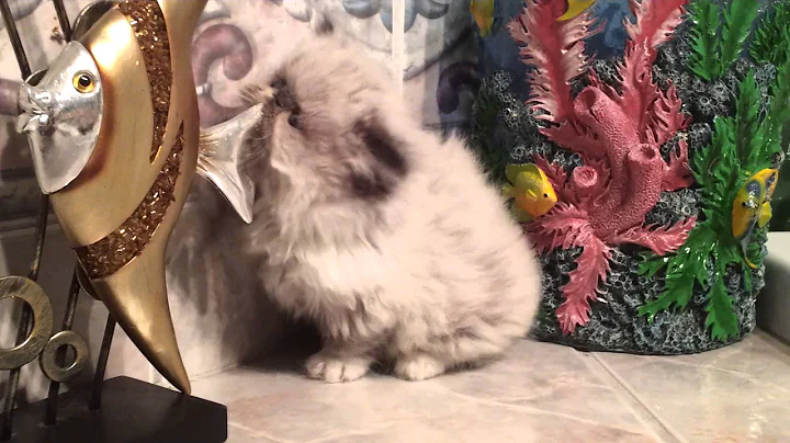 Watch the video about Persian and Himalayan kittens for sale by Liz
