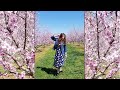Peach Blossoms Farm in Georgia