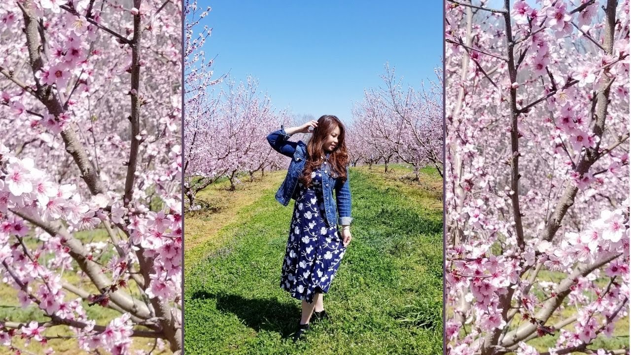 Peach Blossoms Farm in YouTube