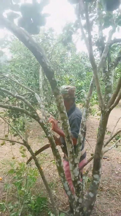 pruning