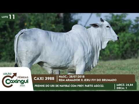 lote 11 CAXI   3988