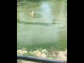 Duck escaping from tiger