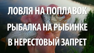 РЫБАЛКА на РЫБИНСКОМ ВОДОХРАНИЛИЩЕ в ВЕСЕННИЙ ЗАПРЕТ. ЛОВЛЯ на ПОПЛАВОЧНУЮ УДОЧКУ ПЛОТВЫ ВЕСНОЙ