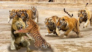 8 Unbelievable Strong Pack Hunter Animals In The Wild - Strongest Animals - Askal