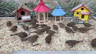 A Handful of Rice, and the Sparrows Came 🐦 | Pure Nature Healing-P260201-1