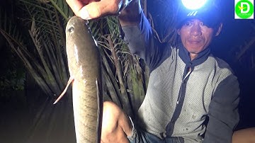 Cắm câu mồi cá rô non DÍNH CÁ LÓC KHỦNG (mồi cá chạy ) Fishing