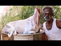 MUST WATCH !!! Sinthamani MUTTON Curry Prepared by my Daddy ARUMUGAM / Village food factory