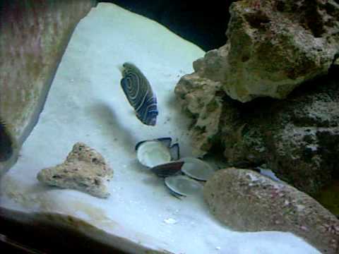 can dogs eat clams warning dogface puffers can eat coral funnydog tv can dogs eat clams warning dogface puffers can eat coral funnydog tv