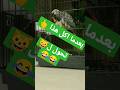 شوفوا شو صار ببغاء عسل Funny Parrot 