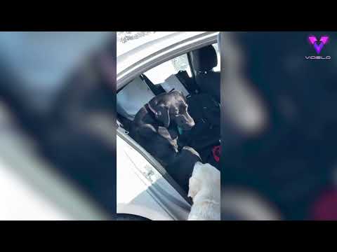 La triste reacción de un perro cuando su dueña se va a la universidad