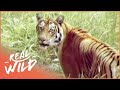 The Survival Of A Tiger (TIger Documentary)| Real Wild