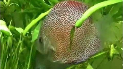 Cá Dĩa Super Eruption - Thiên Đường Cá Cảnh