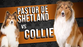 PASTOR DE SHETLAND vs COLLIE  Comparação de raças