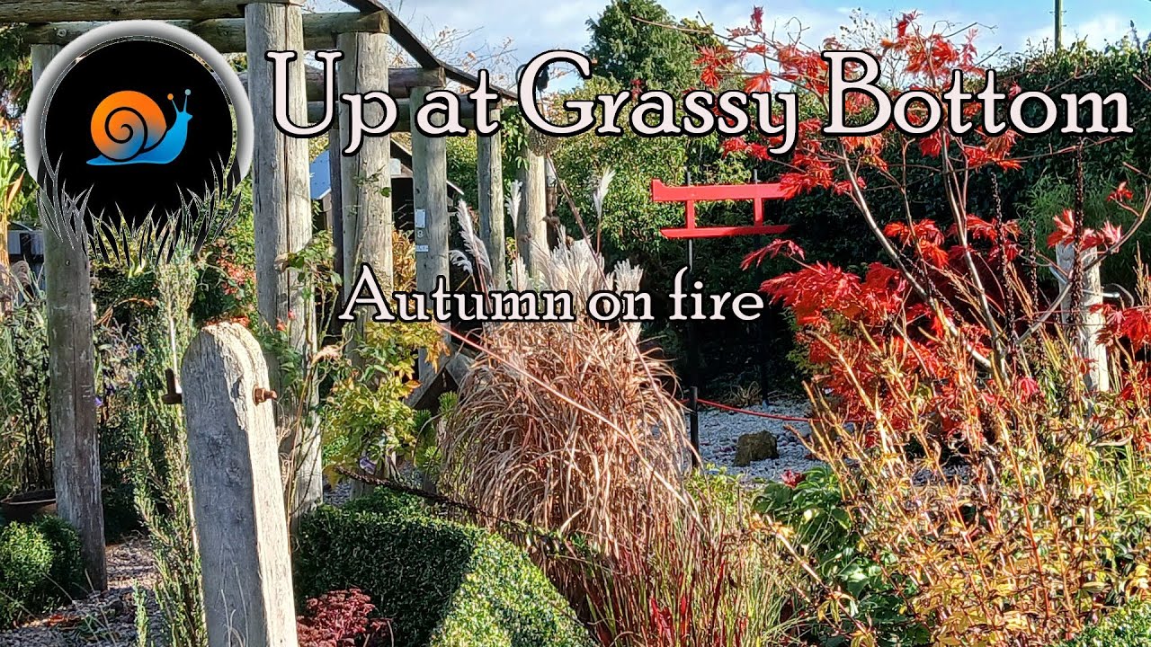 Какие цвета будут самыми яркими в осени 2025 года и как улучшить собственные идеи посадки