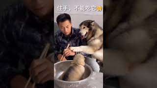 A docile dog can take care of a puppy | Funny Dogs And Cats of TikTok | #Shorts