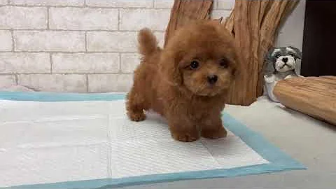 Teacup Poodle - Nano - DayDayNews