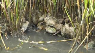 Habitat Restoration at NOAA: 25 Years