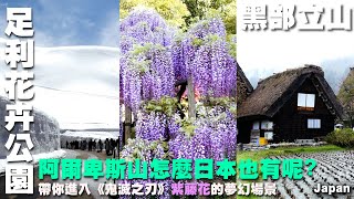 阿爾卑斯山怎麼日本也有呢?帶你進入《鬼滅之刃》紫藤花的夢幻場景~黑部立山旅遊~忍野八海飛驒小京都 高山散策白川鄉合掌村阿爾卑斯之路立山黑部輕井澤かるいざわ足利花卉公園日本 Japan