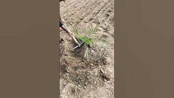 How to Grow Date Palm Tree From Seed 100% success baldhan dham #best solar