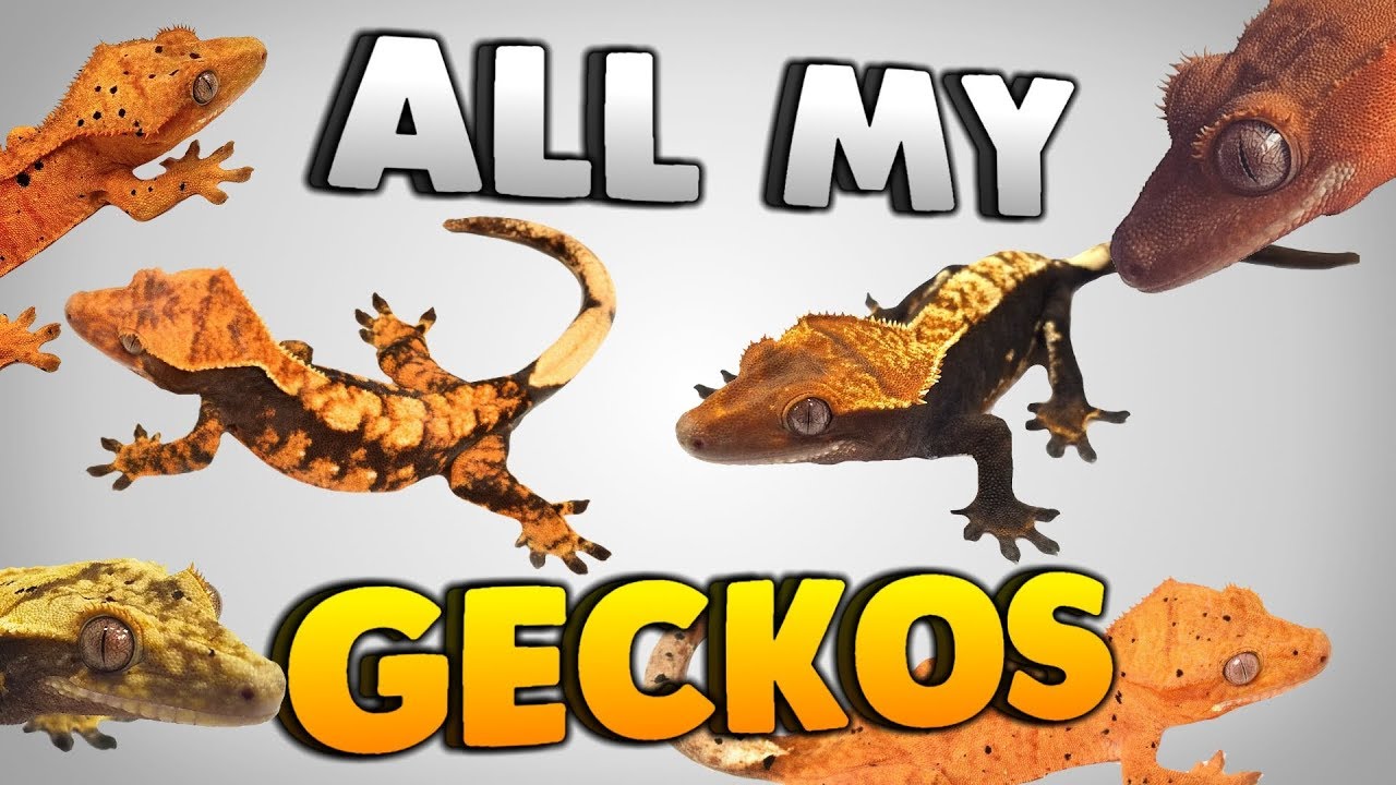 geckos for sale A Look At All My Crested Geckos! Gecko Tour!
