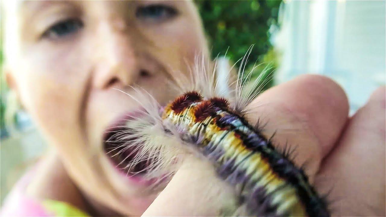 CAN SHE EAT THE CATERPILLAR?! - YouTube