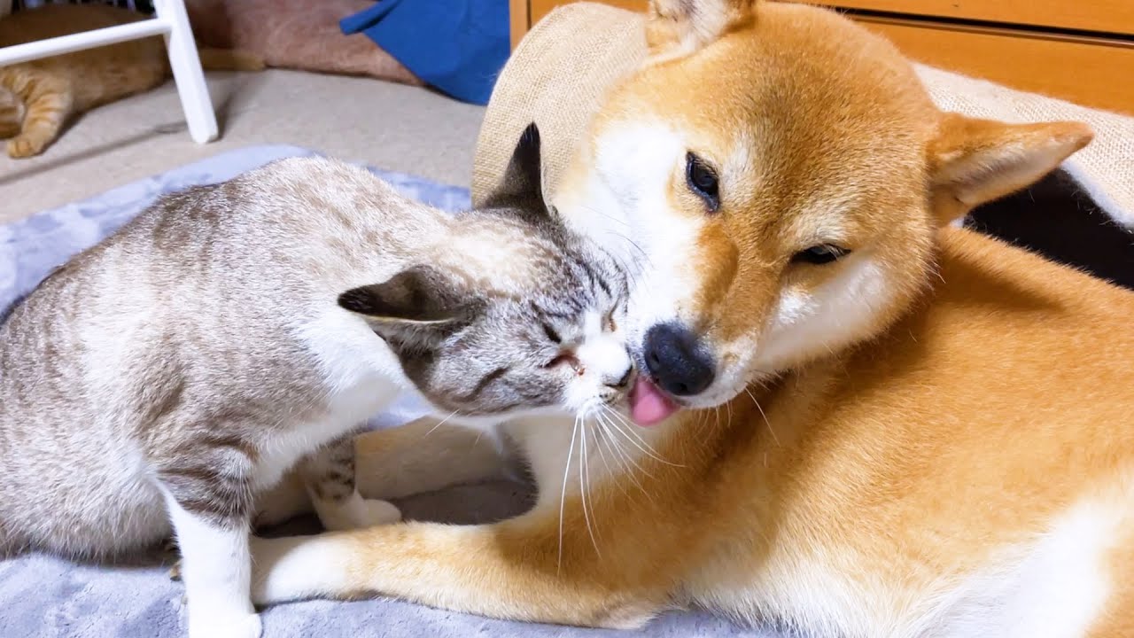 怯えている猫が見せる6つの行動と気を付けること ねこのきもちnews Line News 怯えている猫が見せる6つの行動と気を付けること ねこのきもちnews Line News