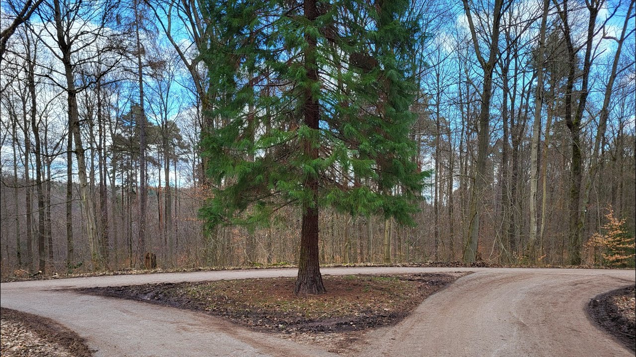 В лесу подмели дорогу! Кому это надо?