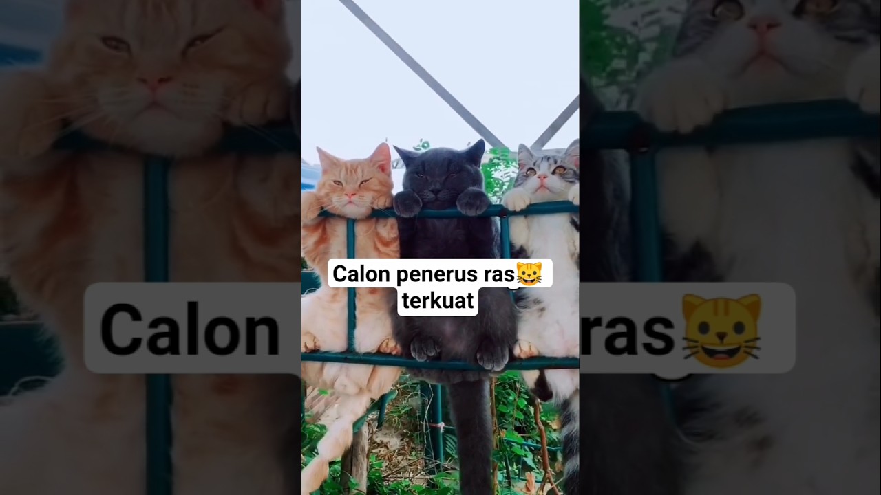 calon terkuat ras kucing 🐱#shorts #cat #kucinglucu