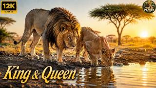 African Wilderness 12K | The Lion King and Queen's Domain screenshot 2