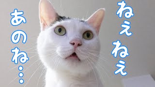 冷蔵庫の上でもたくさんお喋りする甘えモードの猫