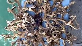 FREAKISH SEA CREATURE CAUGHT - MINI KRAKEN