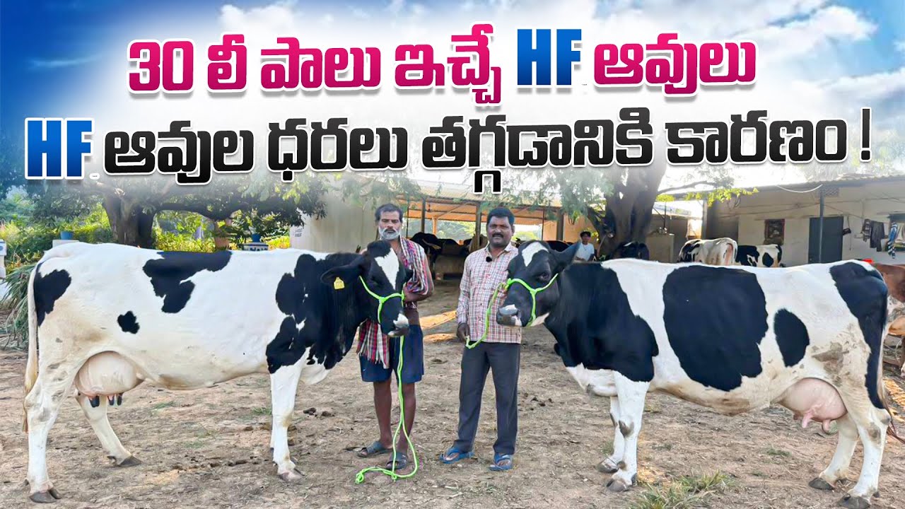 30 లీ పాలు ఇచ్చే HF ఆవులు , HF ఆవుల ధరలు తగ్గడానికి కారణం ! || High Millers HF Cows In Hyderabad 