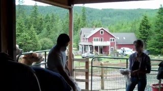 shearing 2010