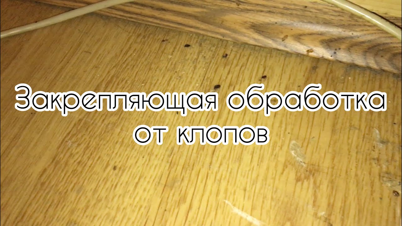 Делаю закрепляющую обработку (Обработка от клопов в СПБ 2021 18) - YouTube
