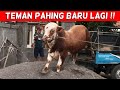 BAWA PULANG PEDET SUPER ‼️ TEMAN BARU PAHING & PUTRA WAGE