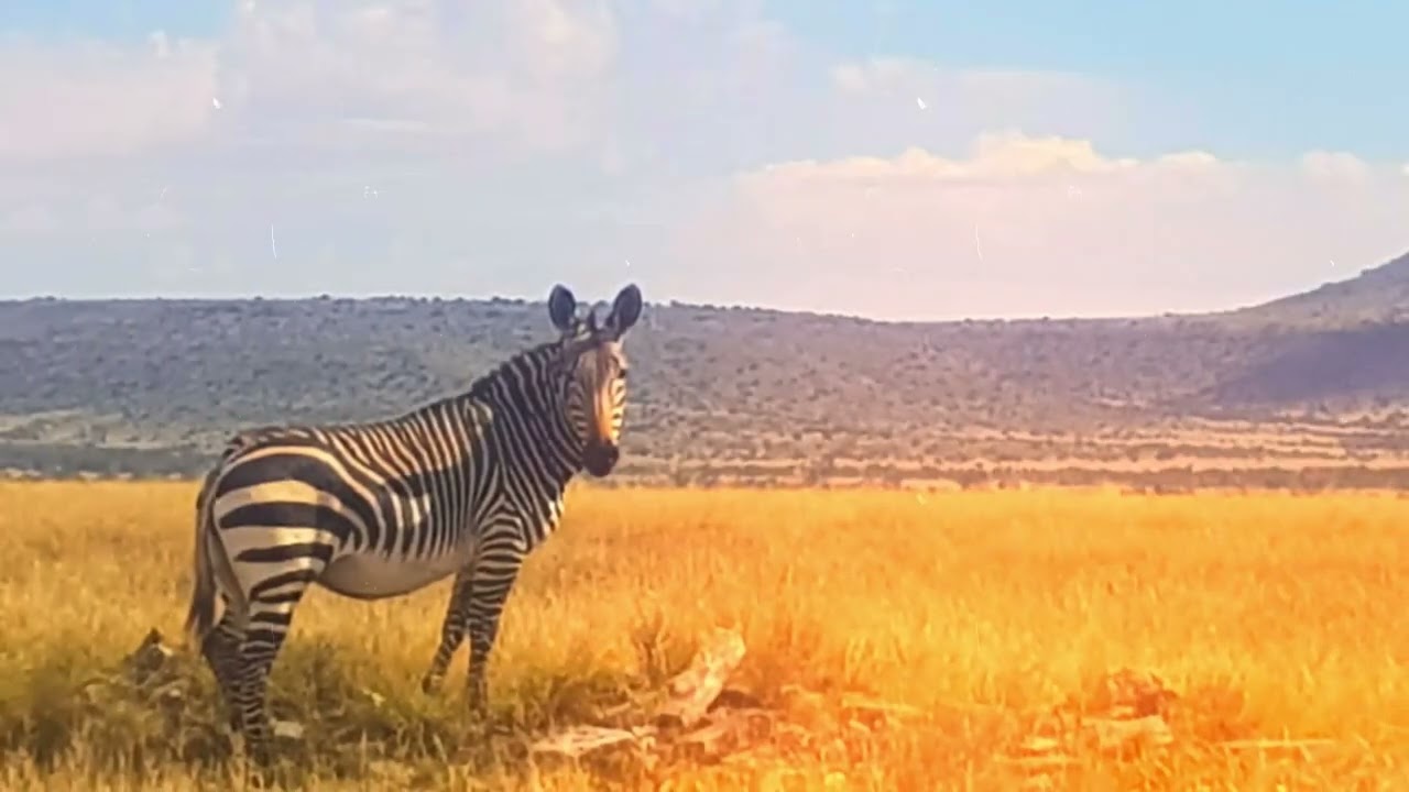 Mountain Zebra Park photoslide